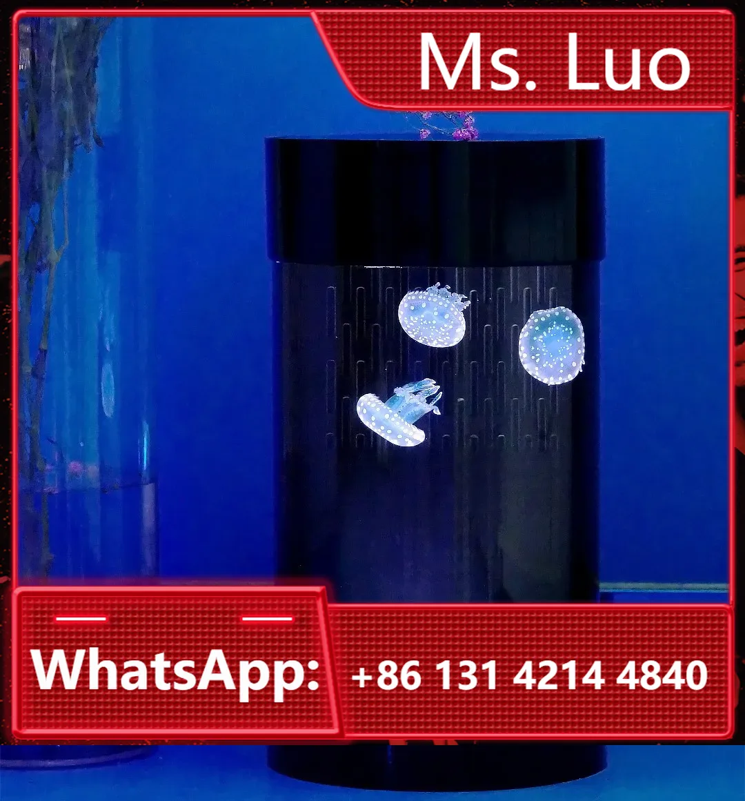 Aquarium Fish In Amazon - Melhor Venda na Amazon: Aquário Cilíndrico
