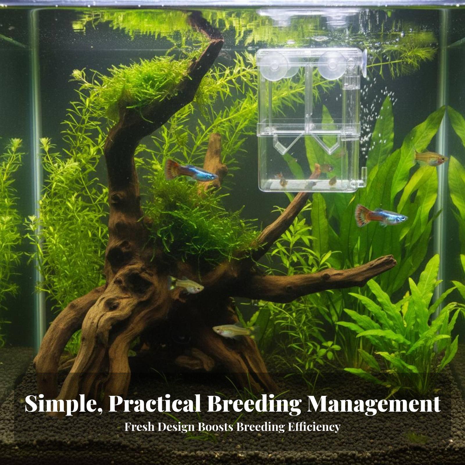 Caixa de Criação Transparente  - Box Fish In Aquarium avaliação e preço