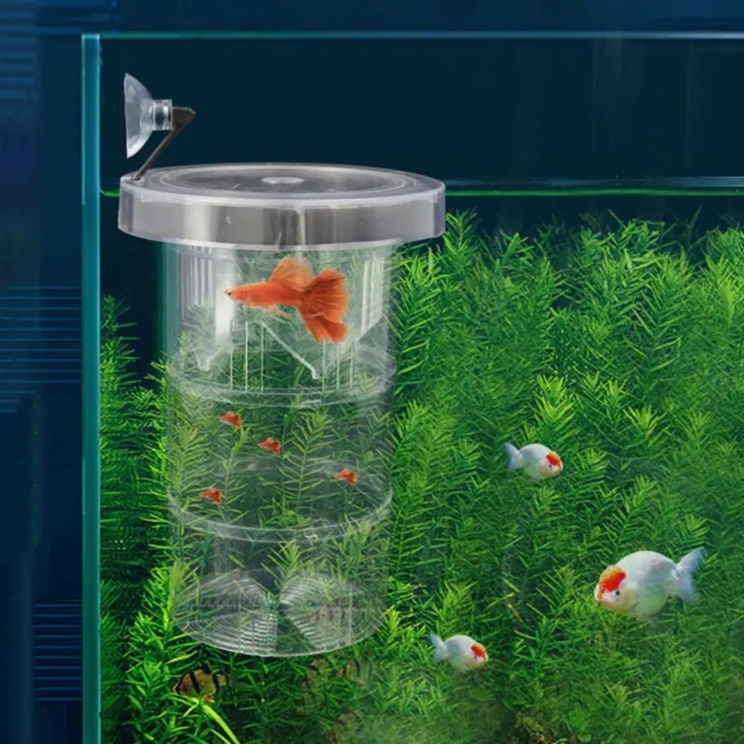 Acrílico flutuante caixa de is - Box Fish In Aquarium avaliação e preço